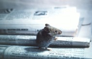 La prensa de papel plantea nuevos ajustes para evitar su desaparición prematura